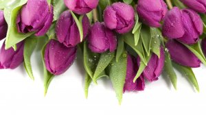 Лиловые тюльпаны - скачать обои на рабочий стол