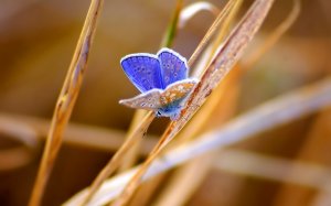 Синяя бабочка - скачать обои на рабочий стол