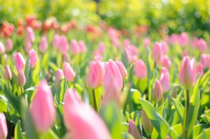 Нежно-розовые тюльпаны - скачать обои на рабочий стол
