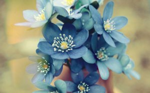 Обои для рабочего стола: Голубые цветы