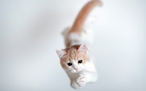Летающий кот - скачать обои на рабочий стол