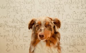 Обои для рабочего стола: Ученый пес