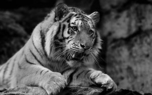 Черно-белый тигр - скачать обои на рабочий стол