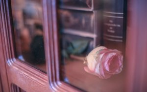 Роза за стеклом - скачать обои на рабочий стол