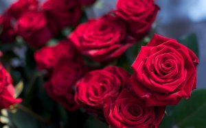Ароматные розы - скачать обои на рабочий стол
