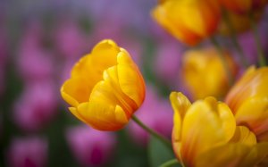 Желто-розовые тюльпаны - скачать обои на рабочий стол