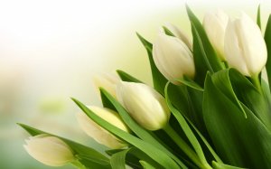 Букет белых тюльпанов - скачать обои на рабочий стол