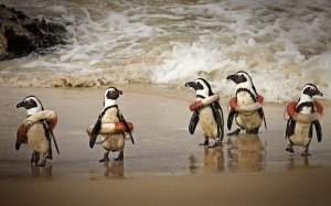 Пингвины - спасатели - скачать обои на рабочий стол