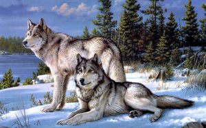 Волк и волчица - скачать обои на рабочий стол