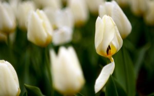 Белые тюльпаны - скачать обои на рабочий стол