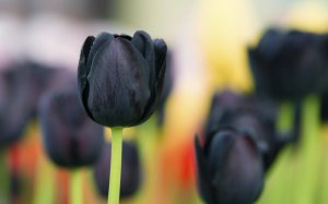 Черные тюльпаны - скачать обои на рабочий стол