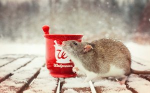 Обои для рабочего стола: Крыса на снегу 