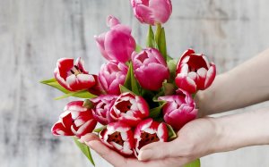 Тюльпаны в руках - скачать обои на рабочий стол
