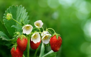 Земляника: цветы и ягоды - скачать обои на рабочий стол