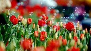 Тюльпаны и пузыри - скачать обои на рабочий стол