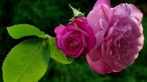 Розы в росе - скачать обои на рабочий стол
