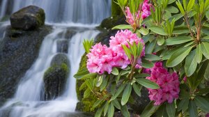Водопад и цветы - скачать обои на рабочий стол
