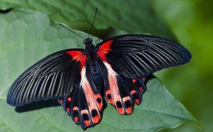 Черно-красная бабочка - скачать обои на рабочий стол