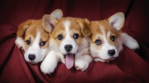 Три щенка - скачать обои на рабочий стол