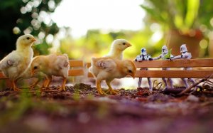 Загон с цыплятами - скачать обои на рабочий стол