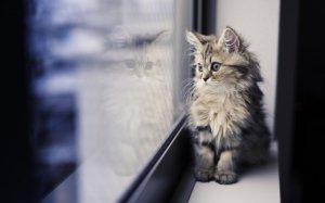 Наблюдательный котенок - скачать обои на рабочий стол