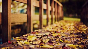 Осенняя листва на мосту - скачать обои на рабочий стол