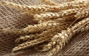 Пшеничные колосья - скачать обои на рабочий стол