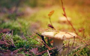 Лесные грибы - скачать обои на рабочий стол