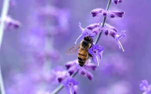Пчелка на цветке - скачать обои на рабочий стол