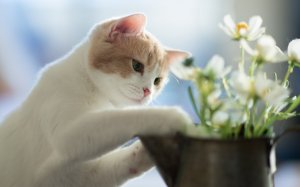 Кот-садовник - скачать обои на рабочий стол