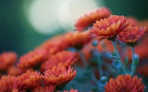 Цветущие хризантемы - скачать обои на рабочий стол