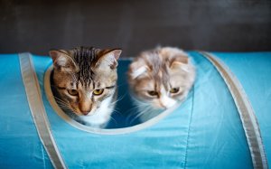 Кошачья палатка - скачать обои на рабочий стол