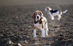 Охотничьи собаки - скачать обои на рабочий стол