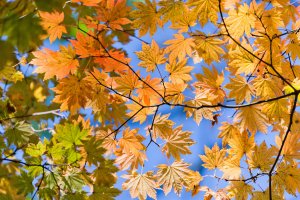 Небо сквозь осеннюю листву - скачать обои на рабочий стол