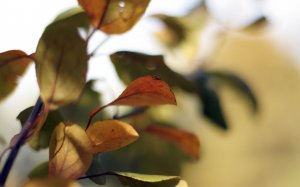 Грушевая листва - скачать обои на рабочий стол