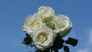Обои для рабочего стола: Букет белых роз