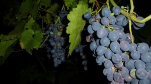 Синий виноград - скачать обои на рабочий стол