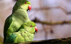 Пара попугаев - скачать обои на рабочий стол