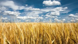 Обои для рабочего стола: Пшеничное поле