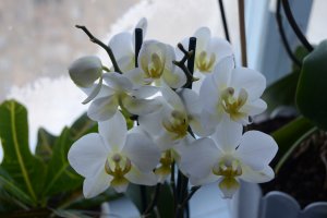 Ветка орхидеи - скачать обои на рабочий стол