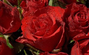 Окрапленные розы - скачать обои на рабочий стол