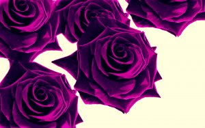Фиолетовые розы - скачать обои на рабочий стол