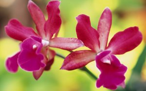 Парные орхидеи - скачать обои на рабочий стол