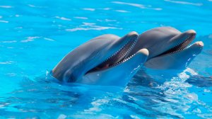 Пара дельфинов - скачать обои на рабочий стол