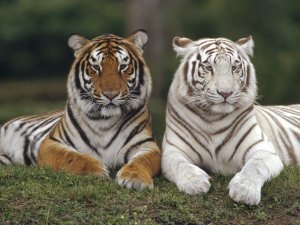2 тигра - скачать обои на рабочий стол