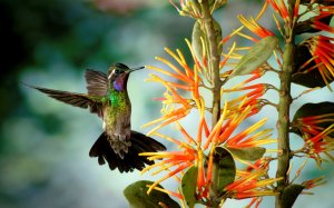 Колибри у цветка - скачать обои на рабочий стол