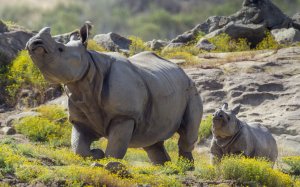 Носороги - скачать обои на рабочий стол