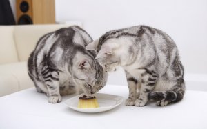 Кошачий завтрак - скачать обои на рабочий стол