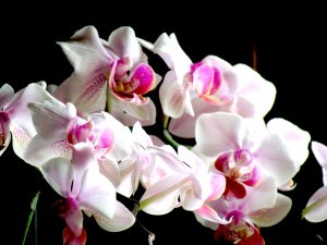 Букет орхидей - скачать обои на рабочий стол