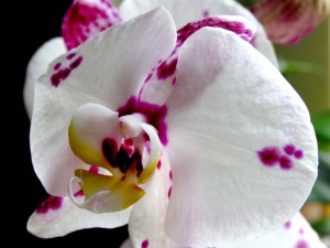 Орхидея в крапинку - скачать обои на рабочий стол